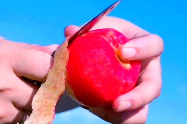 苹果李的简介，属于李树品种