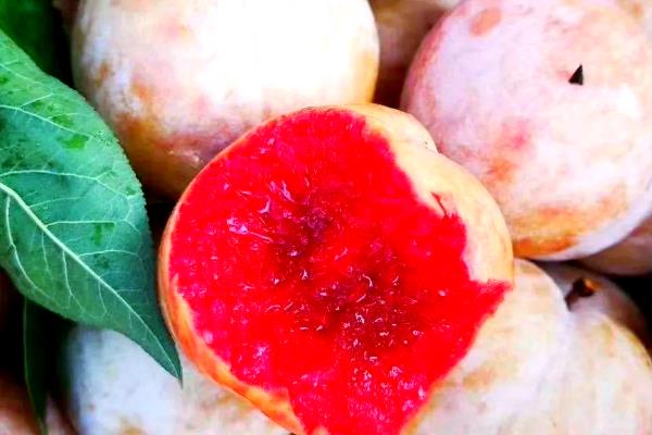 苹果李的简介，属于李树品种