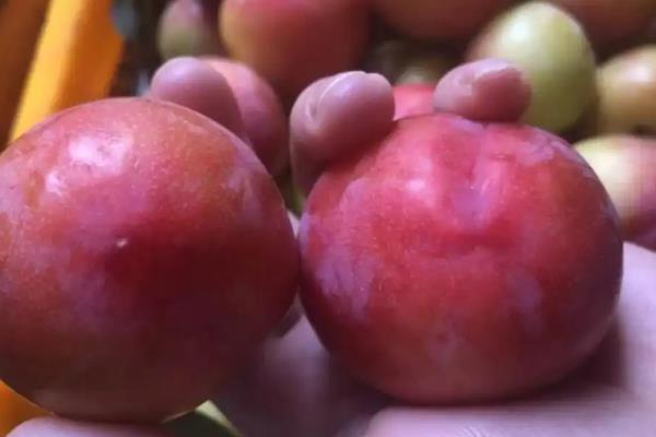 苹果李的简介，属于李树品种