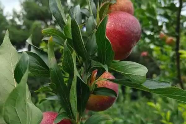 苹果李的简介，属于李树品种