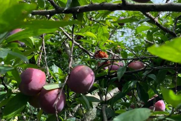 苹果李的简介，属于李树品种