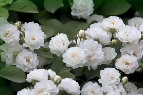 蔷薇有什么花语，红色蔷薇代表热恋