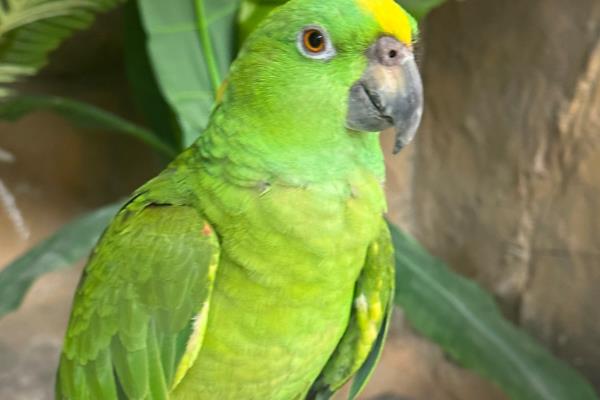 鹦鹉拉绿色屎的原因，可能是胃肠感染导致的绿便