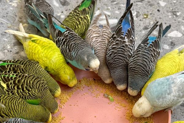 鹦鹉拉绿色屎的原因，可能是胃肠感染导致的绿便