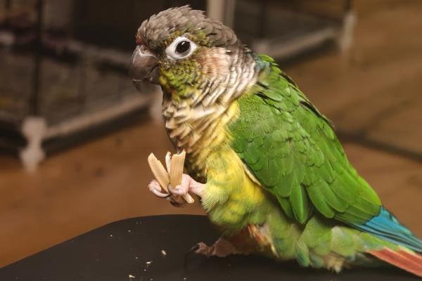 鹦鹉拉绿色屎的原因，可能是胃肠感染导致的绿便