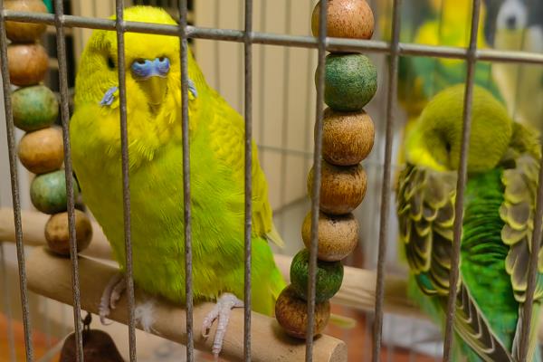 鹦鹉拉绿色屎的原因，可能是胃肠感染导致的绿便