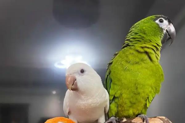 鹦鹉拉绿色屎的原因，可能是胃肠感染导致的绿便