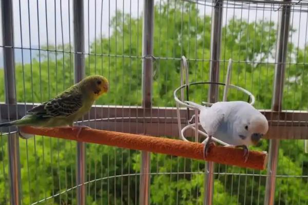 鹦鹉拉绿色屎的原因，可能是胃肠感染导致的绿便