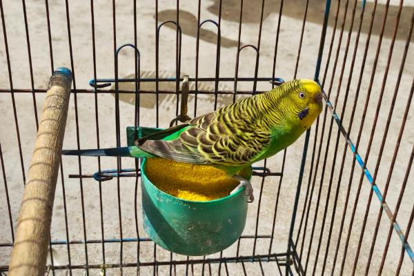 鹦鹉拉绿色屎的原因，可能是胃肠感染导致的绿便