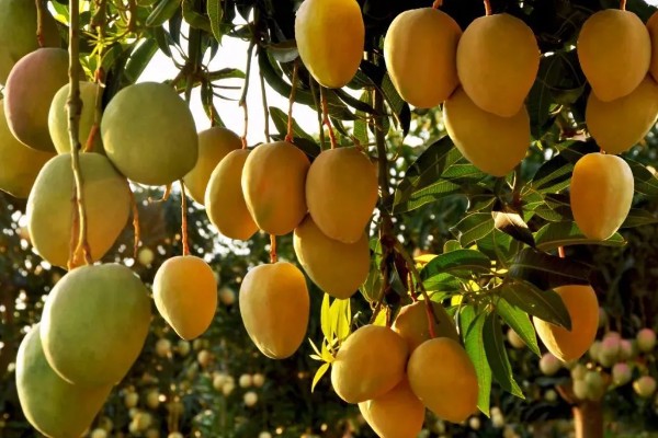 芒果的寓意，寓意希望、专一等