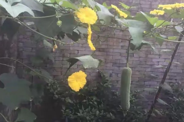 水瓜和丝瓜的区别，丝瓜别名水瓜