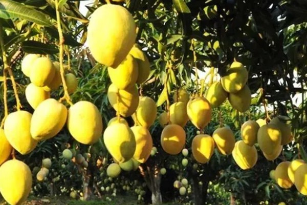 芒果的寓意，寓意希望、专一等