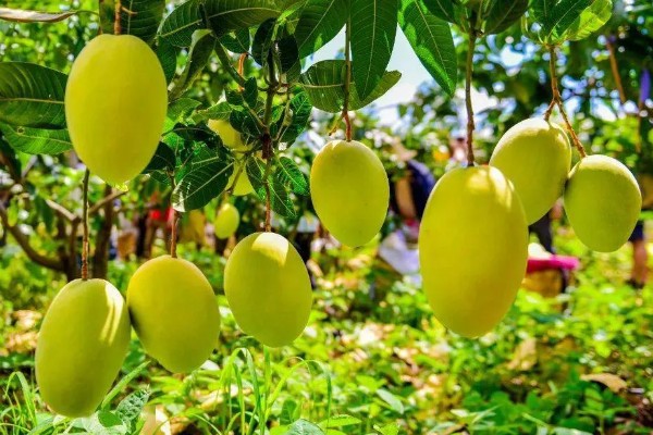 芒果的寓意，寓意希望、专一等