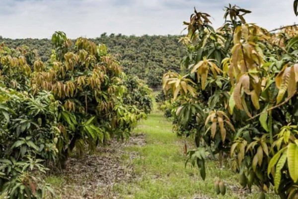 芒果的寓意，寓意希望、专一等
