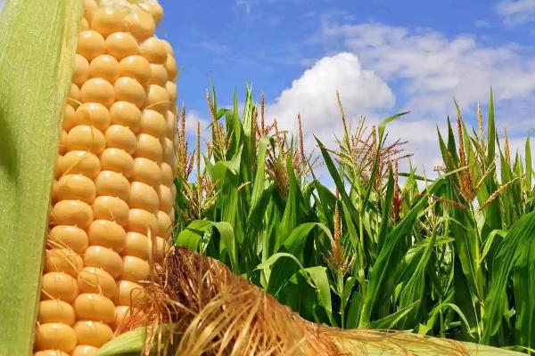 矮状元818玉米品种简介,适宜密度为5500株/亩左右