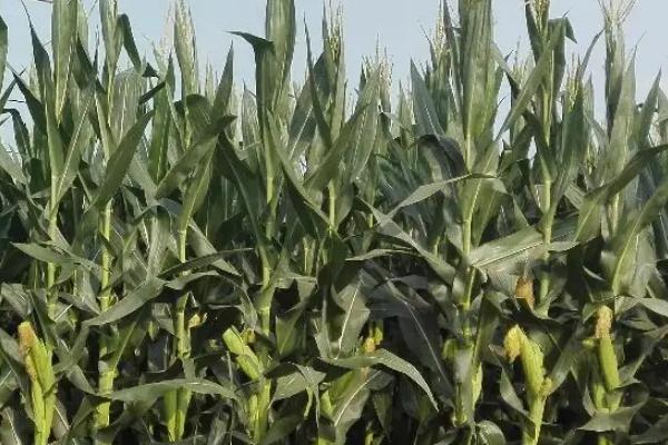 DF1299玉米种子特征特性，适宜播期4月中下旬至5月上旬