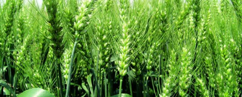 西农406小麦种子介绍，注意防治病虫害