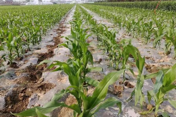 蠡玉308玉米种子介绍，播种时采用等行距60厘米