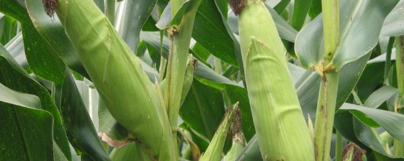 密迪2006玉米种子特征特性，高抗穗腐病