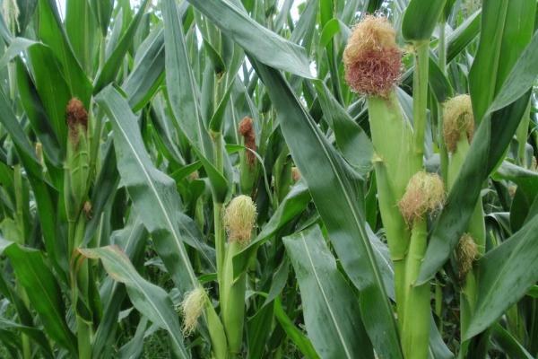 九彩糯17号玉米种子介绍，注意防治大斑病和灰斑病