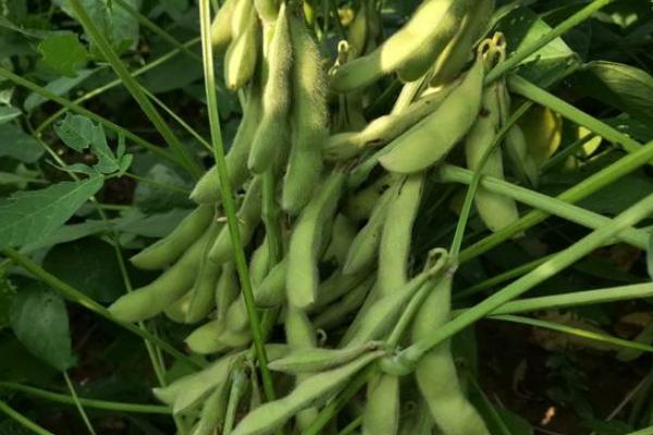秦豆1321大豆品种的特性，播种量5-6公斤