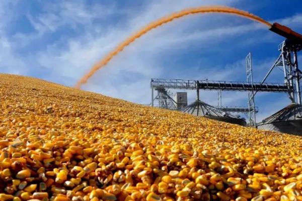 瑞普9013玉米品种的特性，适宜播期4月下旬至5月上旬