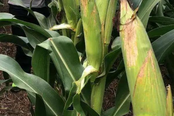 DF1299玉米种子特征特性，适宜播期4月中下旬至5月上旬