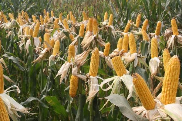 T3155玉米种子特征特性，中抗茎腐病