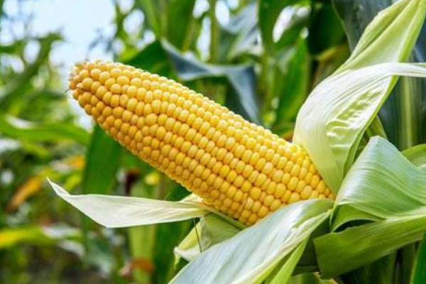 神农A23玉米品种简介，中早熟品种
