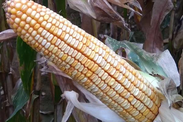 明科玉938玉米种子简介，适宜密度为4500株/亩左右