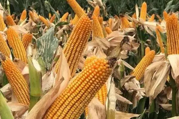 DF1299玉米种子特征特性，适宜播期4月中下旬至5月上旬