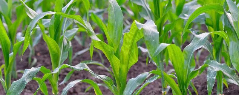 神农A23玉米品种简介，中早熟品种