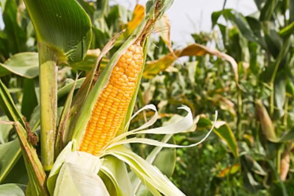 宏兴8899玉米种子介绍，中抗禾谷镰孢穗腐病