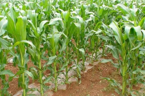 凌玉303玉米品种简介，注意防治病虫害