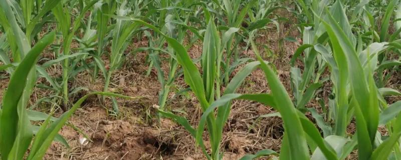 京石玉393玉米品种简介，生育期123天左右