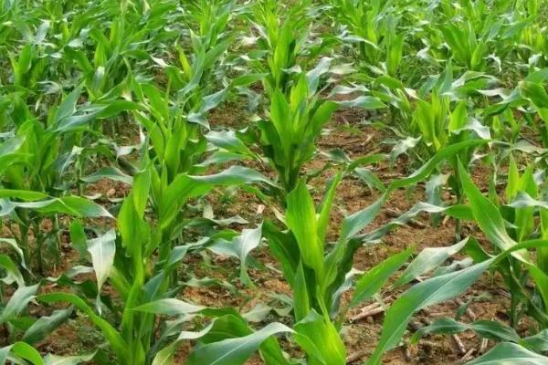 睿德290玉米品种简介，适宜播期4月下旬至5月上旬