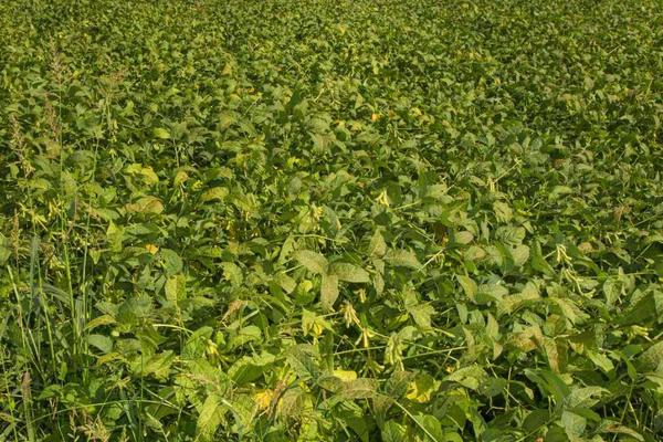 冈黄1号大豆品种简介,5月下旬-6月中旬播种