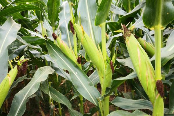 大唐186玉米种子特点，注意防治病虫害