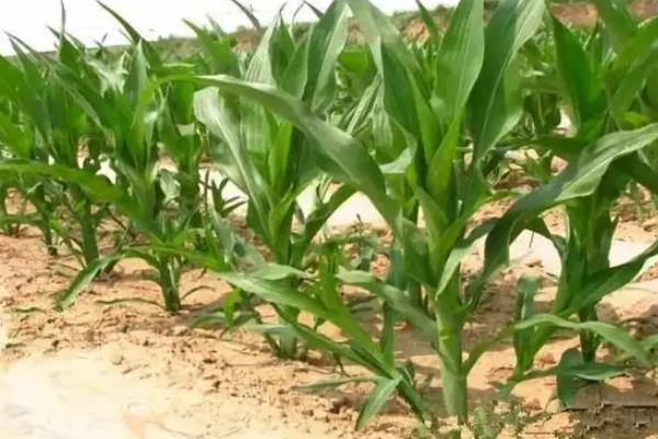 珍珍糯2025玉米种子特征特性，适宜密度为3500株/亩左右