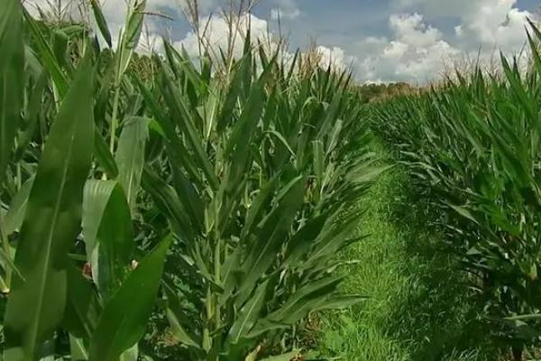 明科玉938玉米种子简介，适宜密度为4500株/亩左右