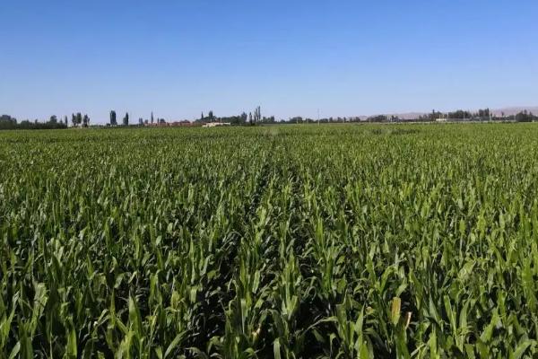 瑞普9013玉米品种的特性，适宜播期4月下旬至5月上旬