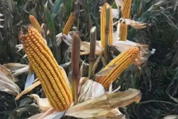 蠡玉308玉米种子介绍，播种时采用等行距60厘米