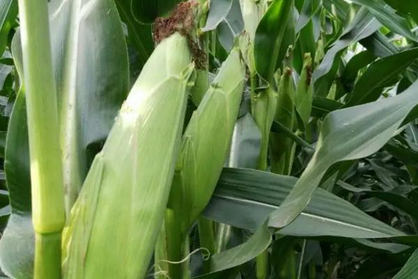 通育228玉米种子特征特性，中早熟品种