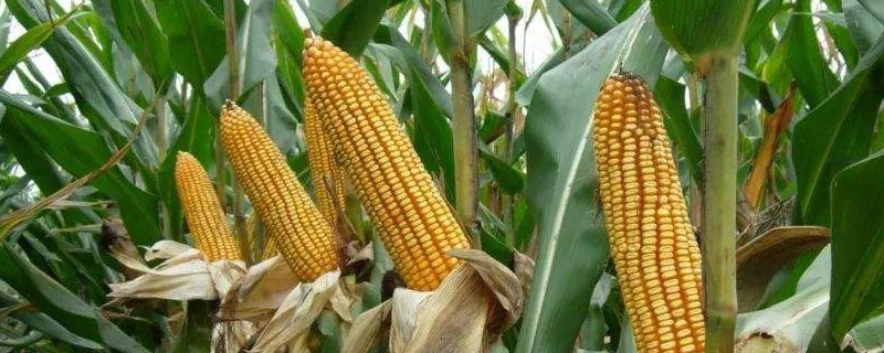 凌云玉2号（区试名称：毕玉17）玉米品种的特性，以清明前后播种为宜
