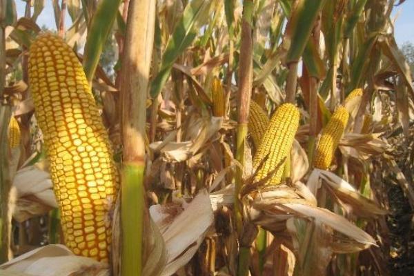 蠡玉308玉米种子介绍，播种时采用等行距60厘米