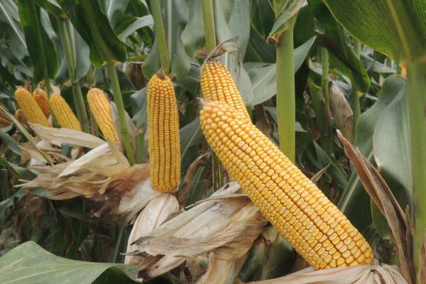 沣育1638玉米品种的特性，中抗禾谷镰孢茎腐病