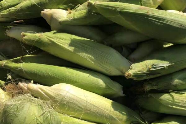 宏兴8899玉米种子介绍，中抗禾谷镰孢穗腐病