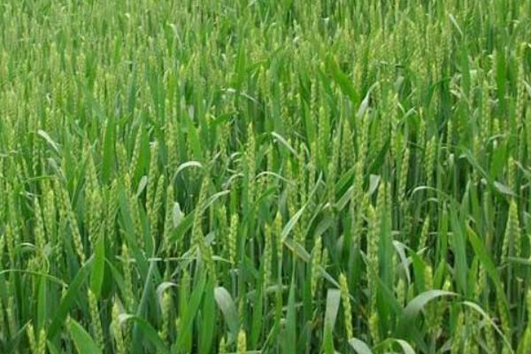 安紫麦1号（区试名称：安2020-1）小麦种子特征特性，一般霜降前后播种为宜