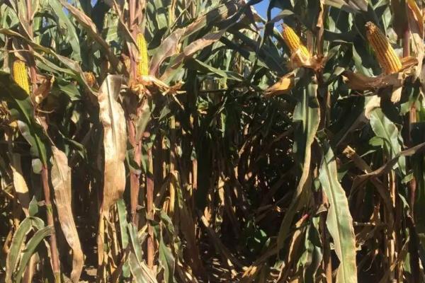 宏兴8899玉米种子介绍，中抗禾谷镰孢穗腐病