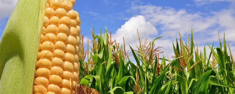 睿德290玉米品种简介，适宜播期4月下旬至5月上旬